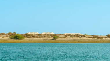 Khor Kalba Mangrove Merkezi. Yüksek kalite fotoğraf
