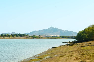 Khor Kalba Mangrove Merkezi. Yüksek kalite fotoğraf