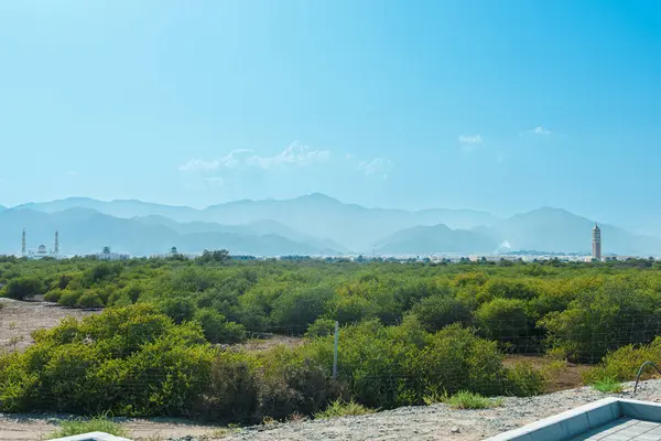 Mangrov Ormanı veya Mangrov Ormanı (