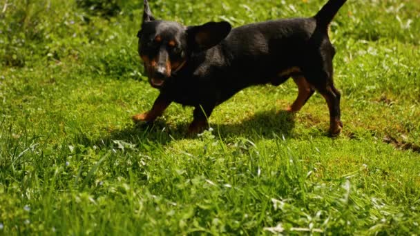 Datschhund Hund Spielt Mit Rasenmäher Video — Stockvideo