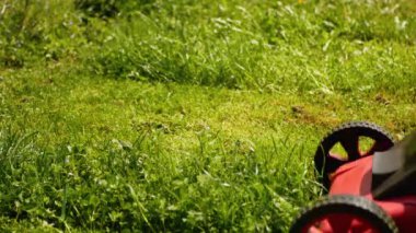 Meraklı köpek arka bahçedeki çim biçme makinesiyle oynuyor. 4k video