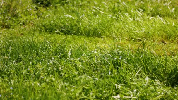 Köpek Evin Arka Bahçesindeki Çim Biçme Makinesiyle Oynuyor Video — Stok video