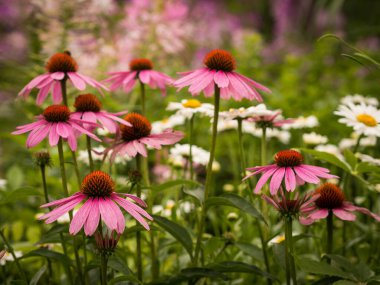 Pembe ve beyaz yaz çiçekleri (coneflower Echinacea ve daisy)