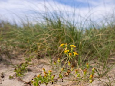 Hawkweed (Hieracium cinsi), dünyanın ılıman bölgelerine özgü 100 'den fazla otçul türü (Asteraceae)..