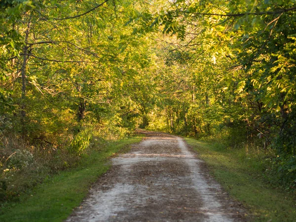 Droga Przez Las Wiosenny Bujną Zielenią — Zdjęcie stockowe