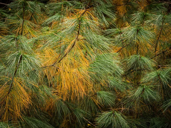 秋天松树变色的细节 — 图库照片