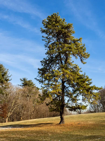 A towering pine tree stands tall on a gentle grassy slope, bathed in warm sunlight and surrounded by the peaceful tranquility of nature. Against the backdrop of a clear blue sky, its lush evergreen foliage stands out in sharp contrast.