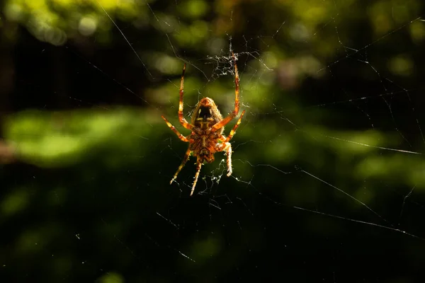一只阳光灿烂的欧洲花园蜘蛛 科学上被称为Araneus Diadematus 是在它的网站上倒挂着的特写镜头中拍摄的 蜘蛛独特的黑白相间的斑纹在茂密的绿色背景下清晰可见 — 图库照片
