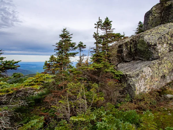 Het Adirondack State Park Gebied Strekt Zich Uit Achter Pijnbomen — Stockfoto