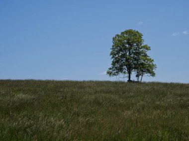 Virginia, ABD 'deki Sky Meadows Eyalet Parkı' nda mavi gökyüzüne karşı çayırdaki yalnız bir ağaç..
