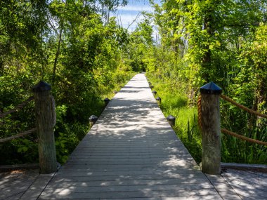 ABD 'nin başkenti Washington' daki Theodore Roosevelt Adası 'nın büyüleyici bataklığından geçerken sizi Potomac Nehri' nin huzurlu doğal güzelliğinin derinliklerine götüren dolambaçlı bir yürüyüş yolunu takip edin..