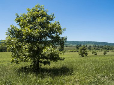 Virginia, ABD 'deki Sky Meadows Eyalet Parkı' nda, ön planda zarif bir şekilde yerleştirilmiş yalnız bir ağaçla süslenmiş sakin bir çayır açılır. Yukarıda, berrak mavi gökyüzünün uçsuz bucaksız genişliği nefes kesici manzaraya bir sükunet katıyor..