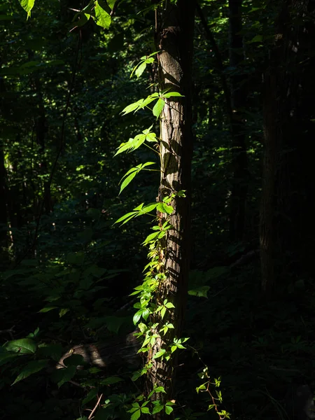 美国弗吉尼亚州神州国家公园的树枝上挂着阳光明媚的绿叶 周围是深深的阴影 — 图库照片
