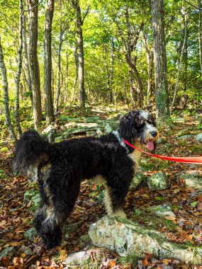 Kırmızı tasmalı Bernedoodle köpeği Kuzey Dağı ve Laurel Run Trail, Batı Virginia ve Virginia 'da yürüyüşe çıktı..