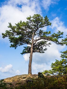 Batı Virginia 'daki Cranny Crow Overlook' un göbeğinde, tek başına bir çam ağacı gökyüzüne doğru uzanır. Koyu yeşil dalları, tüylü beyaz bulutlarla bezenmiş açık mavi gökyüzünün uçsuz bucaksız genişliğiyle çelişir. Bu sakin sahne Appala 'nın özünü yakalar.