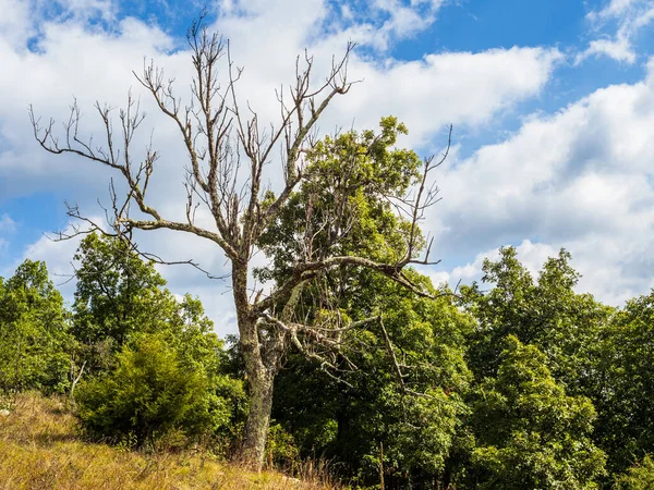 A withered tree stands out among the greenery and the sky at the North Mountain and Laurel Run Trail, West Virginia and Virginia.