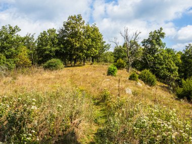 Kuzey Dağı ve Laurel Run Yolu, Batı Virginia ve Virginia 'da ağaçlarla çevrili bir yaz çayırı..
