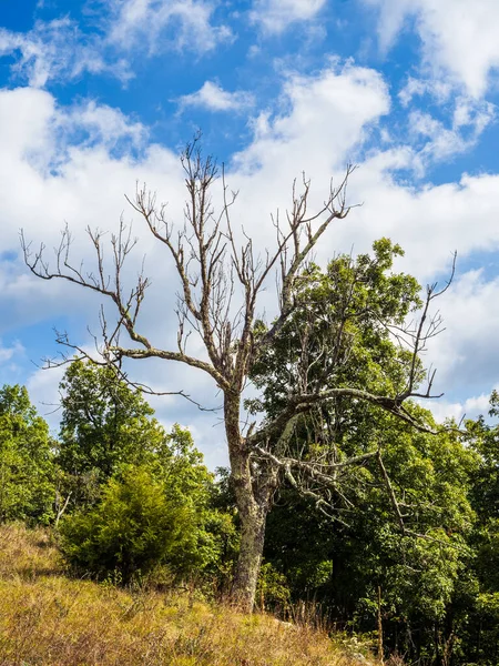 A withered tree stands out among the greenery and the sky at the North Mountain and Laurel Run Trail, West Virginia and Virginia.