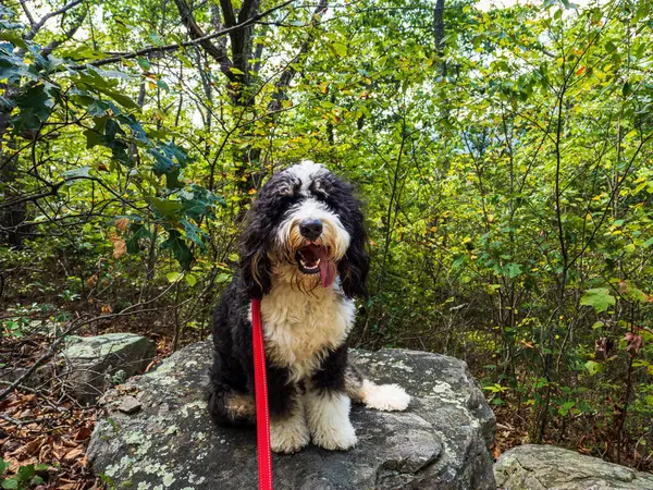 Batı Virginia ormanının derinliklerinde, kırmızı bir tasmayla süslenmiş bir kayanın üzerinde bir Bernedoodle köpeği oturuyor..
