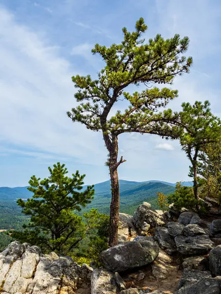 Tibbet Knob, Virginia 'nın engebeli bir mücevheri. Yalnız bir çam siluetini uçsuz bucaksız dağ gökyüzüne boyar. Aşağıda, George Washington Ulusal Ormanı zümrüt tepeler ve gizli vadiler senfonisi gözler önüne seriliyor..