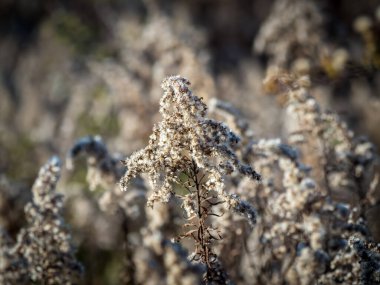 Goldenrod, Solidago Altissima, tohum olarak öğleden sonra güneşinde.