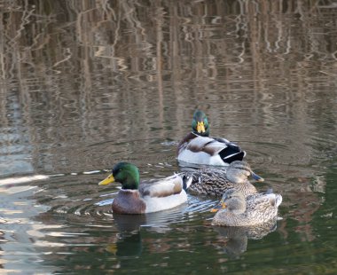 Ördekler sakin göl boyunca zarifçe süzülür, dalgaları yumuşak bir dans yaratır. Su, sonbahar yapraklarının ılık tonlarını yansıtıyor, sakin bir manzara çiziyor..
