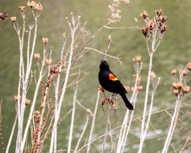 A vibrant male red-winged blackbird (Agelaius phoeniceus) stands guard by the water's edge, its red shoulder patch a bold display. clipart