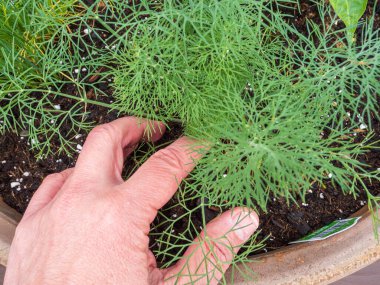 Bir adamın eli dereotunu dikkatlice terasotta tenceresine yerleştirir, gelecekteki hasat için hazırdır..