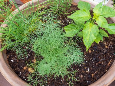 Terracotta kasesi yukarıdan taze otlarla izleniyor. Dereotu, soğan ve habanero da dahil..