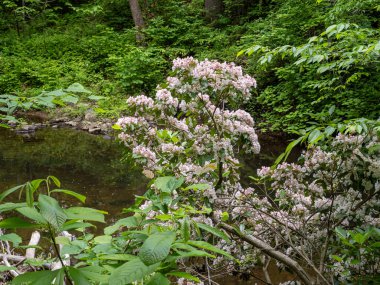 Virginia, Prince William Orman Parkı 'nda gevezelik eden bir derenin yanında canlı rhododendronlar çiçek açtı..