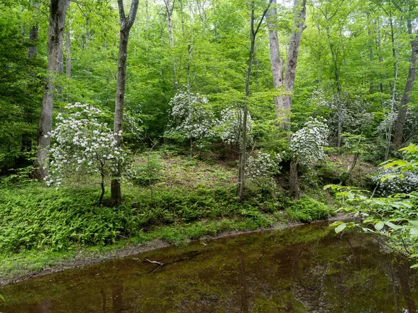 Stock image Vibrant rhododendrons burst into bloom alongside a babbling creek in Prince William Forest Park, Virginia.