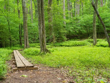 Prens William Forest Park, Virginia 'nın yemyeşil ormanlarında ahşap yollar esiyor..