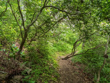 Virginia 'daki Prens William Ormanı Parkı' nın sakin genişliğinde çiçek açan rododendronlarla çevrili bir çim tarlasının altında gezinen bir patika..