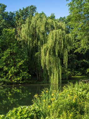 Söğüt ağacının demirlediği cam bir göleti saran yoğun yeşil yapraklar, durgun mavi bir gökyüzünün altında sarı çiçeklerle süslenmiş..