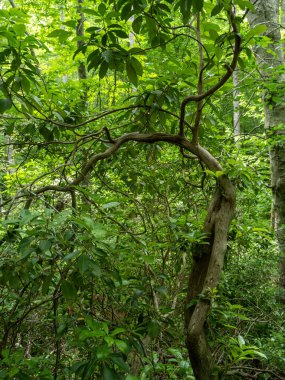 Zarif kıvrımlı bir ağaç, Prince William Forest Park, Virginia, ABD 'de yemyeşil bir zemin üzerinde duruyor..
