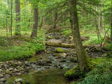 Sükûnet dolu bir dere, saman yığını dağına giden yol boyunca akan yemyeşil sularda, New York 'un kuzeyindeki Placid Gölü' ndeki yürüyüşçüleri yaz ayının dingin güzelliklerinde duraklamaları ve yıkanmaları için davet eder..