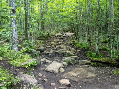 Engebeli bir yürüyüş yolu Cascade Dağı 'na doğru ilerliyor. New York' taki Placid Gölü yakınlarındaki çarpıcı Adirondacks 'ta zorlu bir macera sunuyor..
