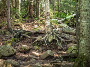 Bir Aspen ya da Birch ağacı, güçlü kökleri ile New York 'taki Placid Gölü yakınlarındaki Cascade Dağı' na uzanan engebeli bir yürüyüş yoluna yayılmış olarak dimdik ayakta duruyor..