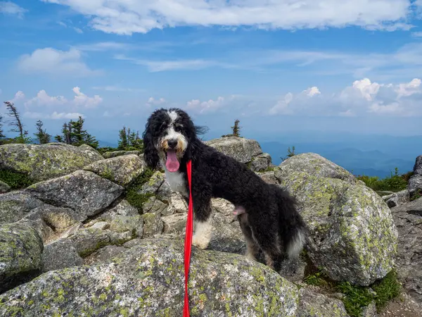 Kırmızı tasmalı gururlu bir Bernedoodle Whiteface Dağı 'nın engebeli kayalarının tepesinde duruyor. Geniş dağ manzaraları ve Placid Gölü, New York Eyaleti yakınlarında geniş bir gökyüzü var..