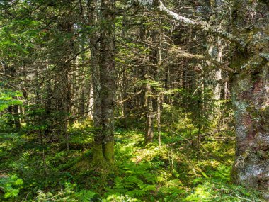 Adirondack Dağları 'nın el değmemiş güzelliğini keşfedin. Yoğun ormanlar New York' un kuzeyindeki vahşi doğa ve huzur hikayelerini fısıldıyor..