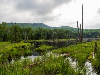 Gölün durgunluğu etrafındaki ağaç gövdelerini yansıtır, New York, Placid gölünün arka planında Van Hoevenberg Dağı 'nın yansımalarıyla doğanın özünü yakalar..