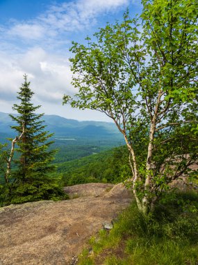 Fonda muhteşem Adirondack Dağları 'nın zirvesinden çekilen çarpıcı bir huş ağacı dimdik ayakta duruyor. Van Hoevenberg Lake Placid, New York 'ta.
