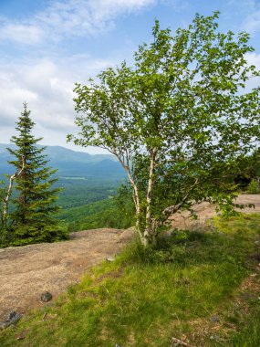 Fonda muhteşem Adirondack Dağları 'nın zirvesinden çekilen çarpıcı bir huş ağacı dimdik ayakta duruyor. Van Hoevenberg Lake Placid, New York 'ta.