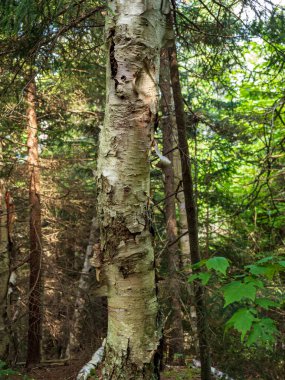 Bir huş ağacının gövdesinin karmaşık detayları Adirondack Dağları 'nın derin ormanlarında New York eyaletinin doğal güzelliklerini gözler önüne seriyor..