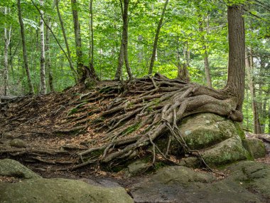 New York 'un kuzeyindeki Adirondack Dağları' nda yürüyüş yolunu tutan bu olağanüstü çam ağacı kökleriyle doğanın esnekliğine tanık olun..