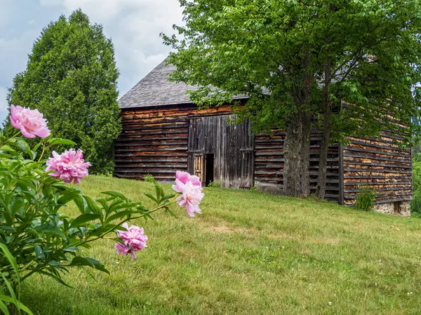 stock image A charming wooden barn at John Brown Farm stands timeless, framed by vibrant pink peonies in full bloom, capturing the essence of rustic tranquility in nature