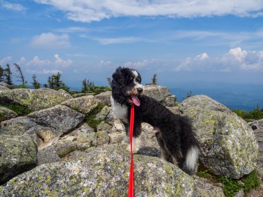 Kırmızı tasmalı siyah beyaz bir Bernedoodle gururla durur Whiteface Dağı 'nın engebeli kayalarında, Adirondacks ve açık mavi gökyüzü arkasında uzanır.