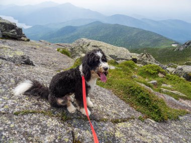 Kırmızı tasmalı siyah beyaz bir Bernedoodle, arkasında sisli bir Adirondack manzarası uzanan Whiteface Dağı 'nın kayalık zirvesinde gururla durur..