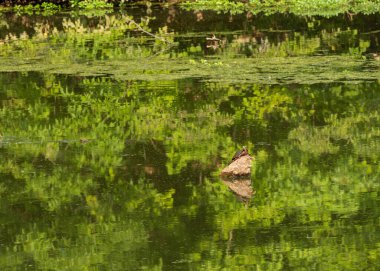 A tranquil turtle basks in the sunlight atop a floating tree trunk, surrounded by calm waters and reflections of lush green foliage, embracing nature's peaceful beauty. clipart