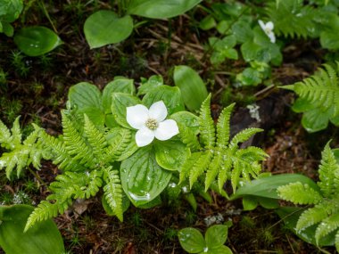 Çiçek açan beyaz Kanada böğürtlenine yakın plan, su damlacıklarıyla öpülmüş, yemyeşil eğreltiotları ve yeşilliklerle çevrili, doğanın narin güzelliğini gözler önüne seriyor..
